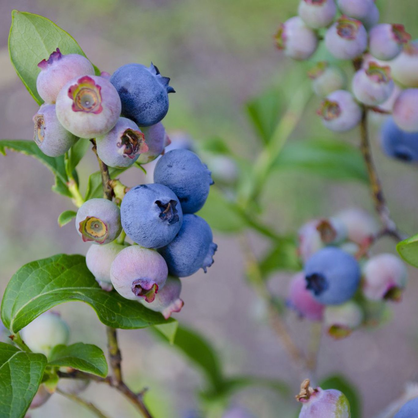 Trädgårdsblåbär – Vaccinium corymbosum 'Patriot' - C3 40-60 CM